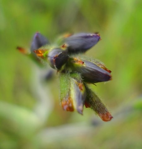 Babiana bainesii early bud phase
